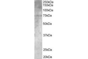 ABIN185150 (1µg/ml) staining of Human Brain lysate (35µg protein in RIPA buffer).