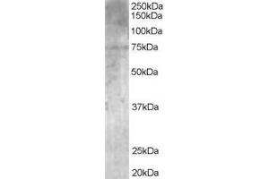 ABIN185150 (1µg/ml) staining of Human Brain lysate (35µg protein in RIPA buffer). (MPP5 anticorps  (N-Term))