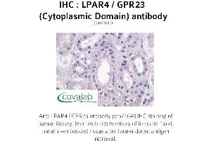 Image no. 1 for anti-Lysophosphatidic Acid Receptor 4 (LPAR4) (3rd Cytoplasmic Domain) antibody (ABIN1736523)