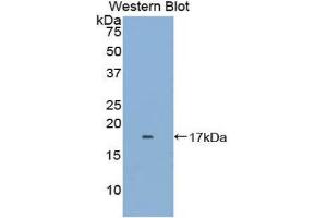 Western Blotting (WB) image for anti-FK506 Binding Protein 1B, 12.6 KDa (FKBP1B) (AA 2-108) antibody (Biotin) (ABIN1176313) (FKBP1B anticorps  (AA 2-108) (Biotin))