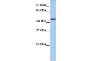Western Blotting (WB) image for anti-tRNA Methyltransferase 11 Homolog (Trmt11) antibody (ABIN2459205) (Trmt11 anticorps)