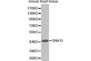 Western Blotting (WB) image for anti-Guanine Nucleotide Binding Protein (G Protein), alpha 15 (Gq Class) (GNA15) (AA 1-374) antibody (ABIN6219265) (GNA15 anticorps  (AA 1-374))