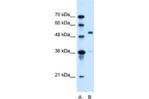 Western Blotting (WB) image for anti-Solute Carrier Family 37 (Glycerol-3-Phosphate Transporter), Member 3 (SLC37A3) antibody (ABIN2462771) (SLC37A3 anticorps)