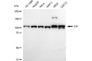 anti-Insulin-Degrading Enzyme (IDE) antibody