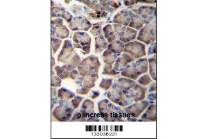 WDR12 Antibody immunohistochemistry analysis in formalin fixed and paraffin embedded human pancreas tissue followed by peroxidase conjugation of the secondary antibody and DAB staining. (WDR12 anticorps  (AA 210-239))