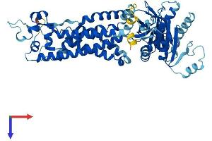 AlphaFold protein structure predicition of Human Recombinant NOX1 Protein, UniprotID Q9Y5S8