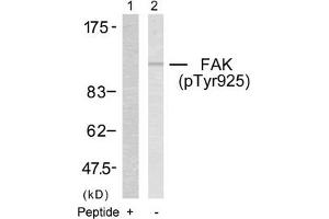 Western blot analysis of extracts from 293 cells using FAK(Phospho-Tyr925) Antibody(Lane 2) and the same antibody preincubated with blocking peptide(Lane1). (FAK anticorps  (pTyr925))