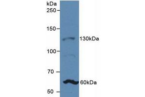 Figure. (JAG1 anticorps  (AA 33-250))