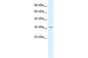 Claudin 10 antibody used at 2. (CLDN10 anticorps  (C-Term))