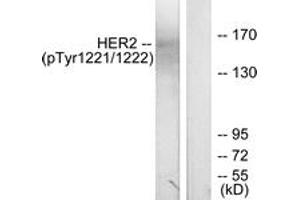 Western blot analysis of extracts from SK-OV3 cells treated with EGF, using HER2 (Phospho-Tyr1221/Tyr1222) Antibody. (ErbB2/Her2 anticorps  (pTyr1221))