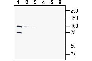 Western blot analysis of human  breast adenocarcinoma cell line lysate (lanes 1 and 4), human  monocytic leukemia cell line lysate (lanes 2 and 5) and human SH-SY5Y neuroblastoma cell line lysate (lanes 3 and 6):1-3.