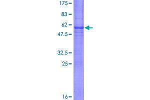 Image no. 1 for Tumor Necrosis Factor Receptor Superfamily, Member 9 (TNFRSF9) (AA 1-255) protein (GST tag) (ABIN1323204)