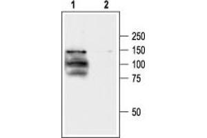 Western blot analysis of human TRPV1 transfected HEK-293 cells: - 1.