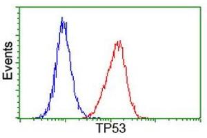 Image no. 6 for anti-Tumor Protein P53 (TP53) antibody (ABIN1499969) (p53 anticorps)