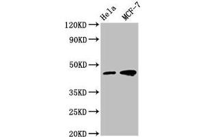 Western Blot Positive WB detected in: Hela whole cell lysate, MCF-7 whole cell lysate All lanes: TSG101 antibody at 1:500 Secondary Goat polyclonal to mouse IgG at 1/50000 dilution Predicted band size: 44, 32 KDa Observed band size: 44 KDa Exposure time:5 min (Tumor Suppressor Gene On Chromosome 11 (TSG11) (AA 1-145) anticorps)