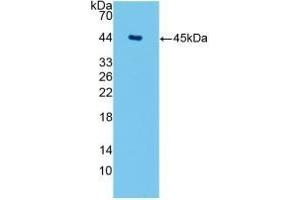 Detection of Recombinant AQP4, Human using Monoclonal Antibody to Aquaporin 4 (AQP4) (Aquaporin 4 anticorps  (AA 178-317))
