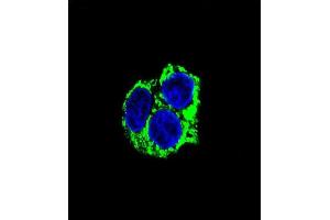 Confocal immunofluorescent analysis of CABC1 Antibody (ABIN659101 and ABIN2838085) with HepG2 cell followed by Alexa Fluor® 488-conjugated goat anti-mouse lgG (green). (COQ8A anticorps)