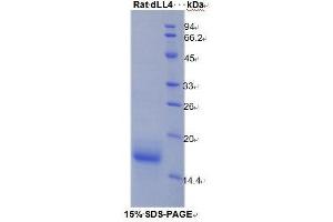 SDS-PAGE analysis of Rat delta Like Protein 4 Protein. (DLL4 Protéine)