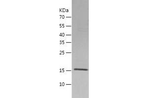 Western Blotting (WB) image for Indolethylamine N-Methyltransferase (INMT) (AA 63-223) protein (His-IF2DI Tag) (ABIN7123421)
