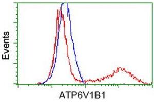 Image no. 1 for anti-ATPase, H+ Transporting, Lysosomal 56/58kDa, V1 Subunit B1 (ATP6V1B1) antibody (ABIN1496774) (ATP6V1B1 anticorps)