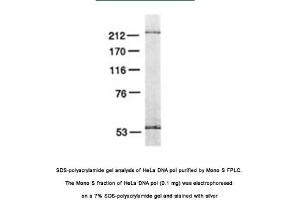 Image no. 1 for anti-Polymerase (DNA Directed), epsilon 3 (p17 Subunit) (POLE3) antibody (ABIN363202)