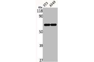Western Blot analysis of NIH-3T3 A549 cells using ERF Polyclonal Antibody (ERF anticorps)
