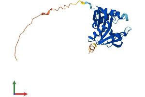 AlphaFold protein structure predicition of Mouse Recombinant Aanat Protein, UniprotID O88816