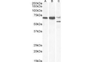 (ABIN184648) (0. (PPP2R5D anticorps  (C-Term))