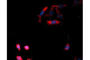 Immunofluorescence (IF) image for anti-Casein Kinase 1, delta (CSNK1D) (AA 1-409) antibody (APC) (ABIN5565290) (Casein Kinase 1 delta anticorps  (AA 1-409) (APC))