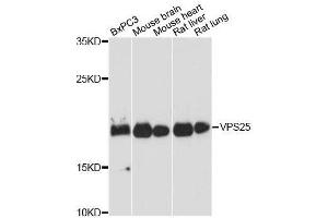 Western blot analysis of extracts of various cell lines, using VPS25 antibody. (VPS25 anticorps  (AA 1-176))
