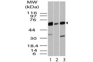 Image no. 1 for anti-Kruppel-Like Factor 4 (Gut) (KLF4) (AA 1-300) antibody (ABIN5027333) (KLF4 anticorps  (AA 1-300))