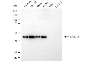 Western blotting analysis using SH3GL1 antibody (ABIN7800329). (SH3GL1 anticorps)