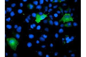 Anti-TOMM34 mouse monoclonal antibody (ABIN2454737) immunofluorescent staining of COS7 cells transiently transfected by pCMV6-ENTRY TOMM34 (RC201083). (TOMM34 anticorps)