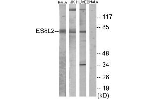 Western blot analysis of extracts from HeLa cells, Jurkat cells and HUVEC cells, using ES8L2 antibody. (EPS8-Like 2 anticorps)