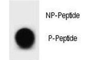 Dot blot analysis of phospho Bcl2 antibody. (Bcl-2 anticorps  (pThr56))