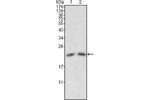 Western blot analysis using ApoM mouse mAb against human serum (1, 2).