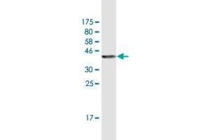 Western Blot detection against Immunogen (36.