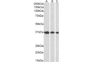 ABIN2561139 (0. (APEX1 anticorps  (N-Term))