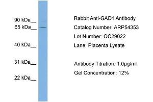 WB Suggested Anti-GAD1  Antibody Titration: 0. (GAD anticorps  (N-Term))