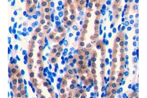 DAB staining on IHC-P; Samples: Mouse Kidney Tissue (FGF1 anticorps  (AA 16-155))