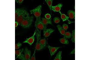 Immunofluorescence Analysis of A549 cells labeling S100A2 with S100A2 Mouse Monoclonal Antibody (CPTC-S100A2-2) followed by Goat anti-Mouse IgG-CF488 (Green).