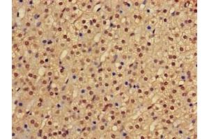 Immunohistochemistry of paraffin-embedded human adrenal gland tissue using ABIN7163052 at dilution of 1:100