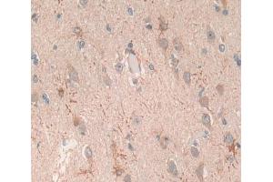 Used in DAB staining on fromalin fixed paraffin- embedded brain tissue (Glutamate Receptor 3 anticorps  (AA 649-823))