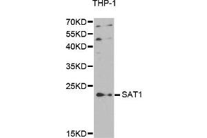 Western Blotting (WB) image for anti-Spermidine/spermine N1-Acetyltransferase 1 (SAT1) antibody (ABIN1875443) (SAT1 anticorps)
