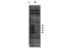 Western blot using  affinity purified anti-MLF1IP / PBIP1 antibody shows detection of endogenous MLF1IP protein (a tier of four modified protein bands indicated by the arrowheads) in lysates of Hela cells (- lane). (MLF1 anticorps  (N-Term))