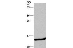 Western Blot analysis of Mouse small intestine tissue using FABP2 Polyclonal Antibody at dilution of 1:650 (FABP2 anticorps)