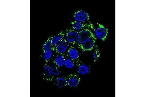 Confocal immunofluorescent analysis of PCK2 Antibody (N-term) (ABIN392678 and ABIN2842171) with HepG2 cell followed by Alexa Fluor 488-conjugated goat anti-rabbit lgG (green).
