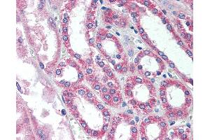 Anti-SIRT7 antibody IHC of human kidney.