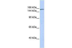 WB Suggested Anti-EHMT2 Antibody Titration:  0. (EHMT2 anticorps  (N-Term))