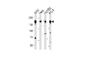 EGFR Antibody (p) p western blot analysis in A431,Hela,HUVEC,PC-3 cell line lysates (35 μg/lane).